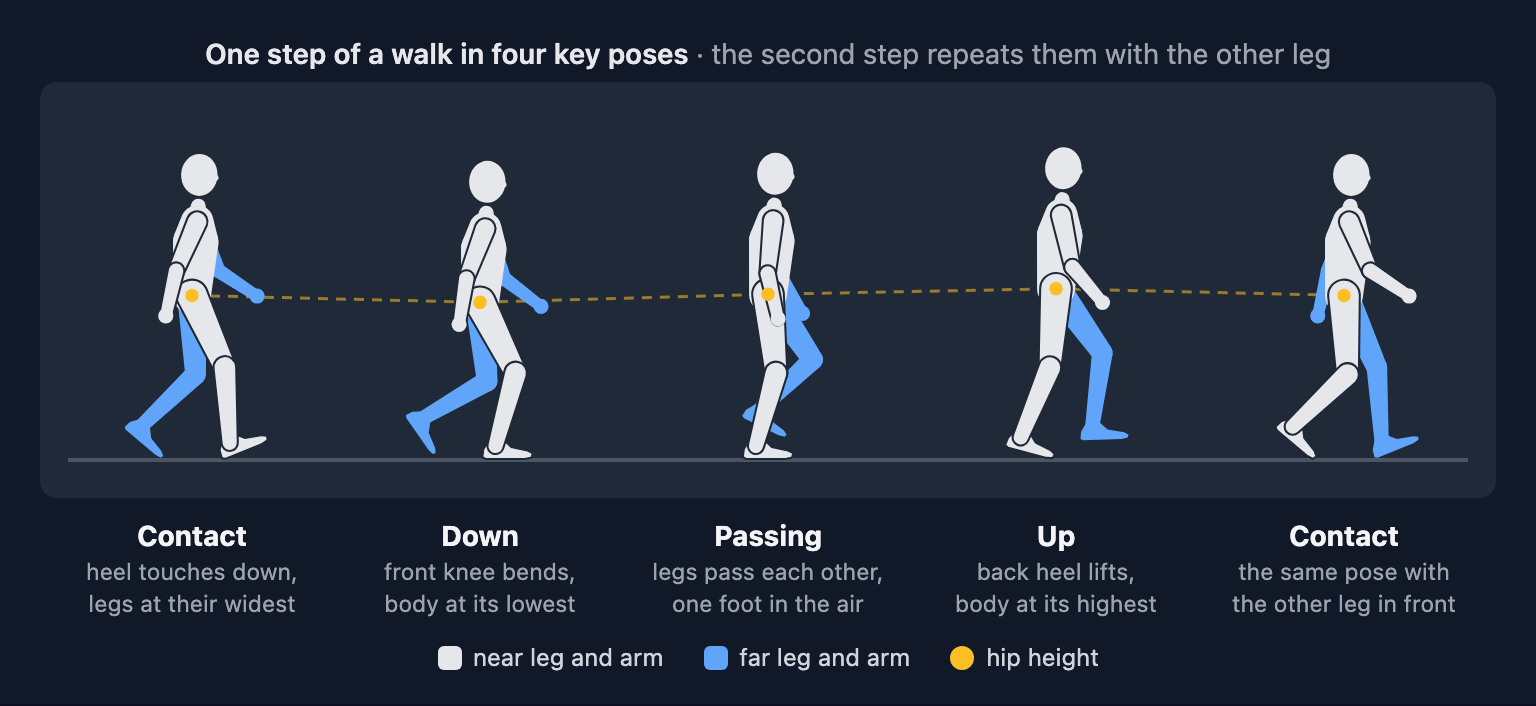 A walking figure in five poses, contact, down, passing, up and contact, with a dashed line through the hips that dips at down and peaks at up